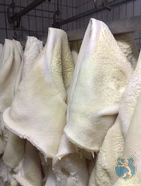 Hűtött pacal gyártása 20kg/láda